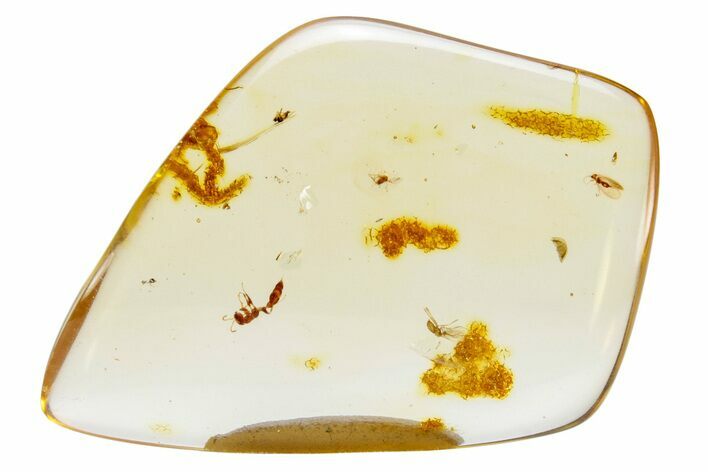 Polished Colombian Copal ( g) - Contains Insects! #264495